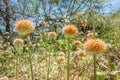 Budding lionÃ¢â¬â¢s ear plants